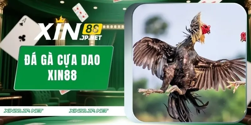 Đá gà cựa dao XIN88
