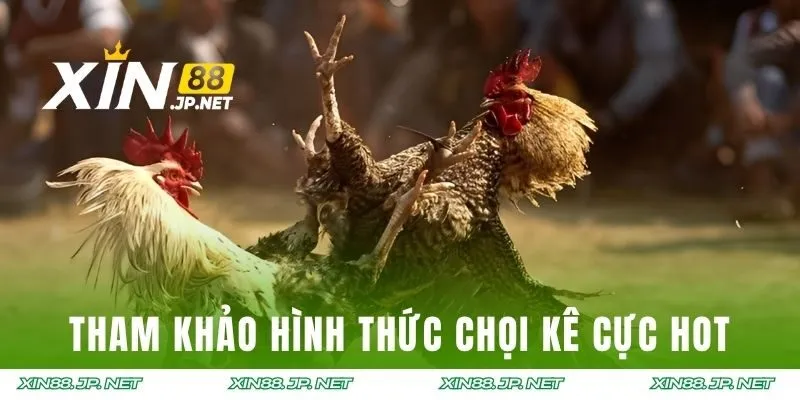Tham khảo những hình thức chọi kê cực hot